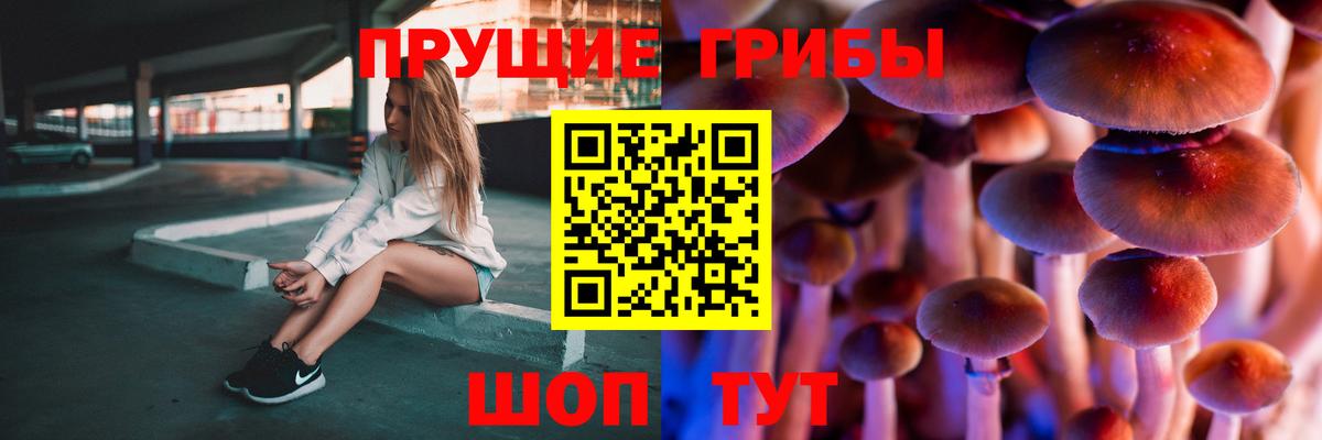 Псилоцибиновые грибы Cubensis Прохладный